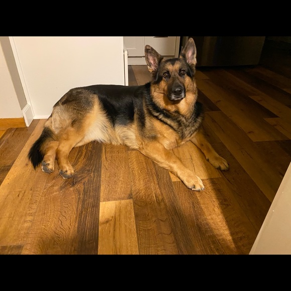 Meet your Posher, Deanna - Picture 5 of 16